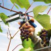 Кольцевой плайер для растений RAPID R:Plier LIG 150 Vine